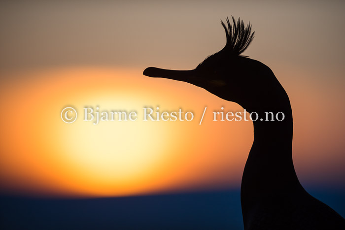 Sunset shag