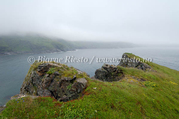 Kystlandskap på Sørøya. Hasvik / 