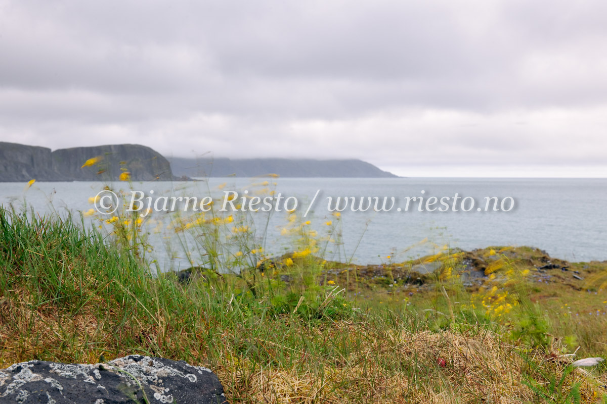 Vind ved Mehamn. Norkynhalvøya, Finnmark