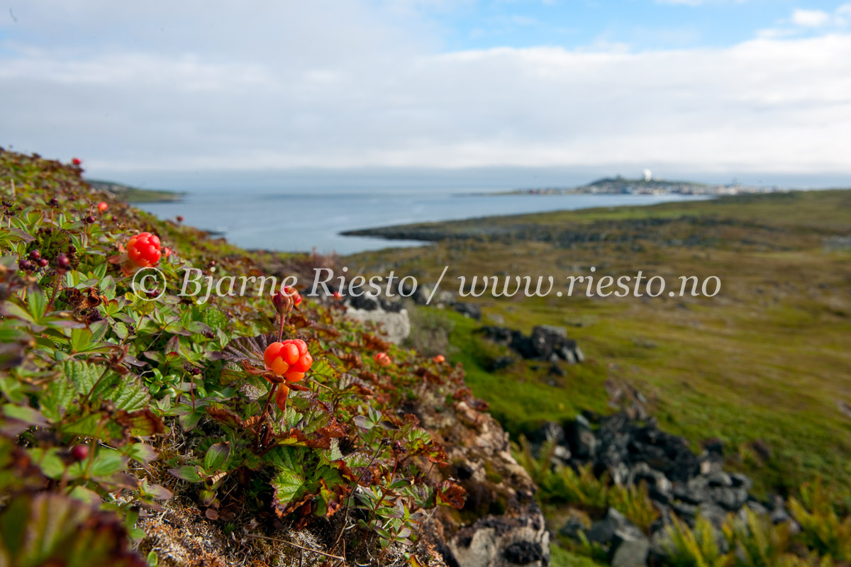 Vardø
