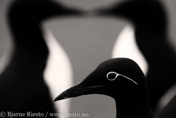 Bølge. Varangerfjorden, Finnmark 