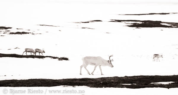 Bølge. Varangerfjorden, Finnmark 