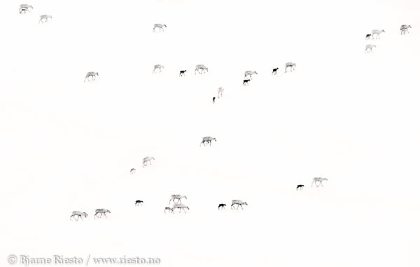 Bølge. Varangerfjorden, Finnmark 