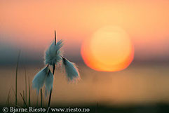 Myrull og midnattssol. Varangehalvøya, Finnmark 