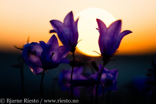 Blåklokker i midnattssol. Campanula rotundifolia 