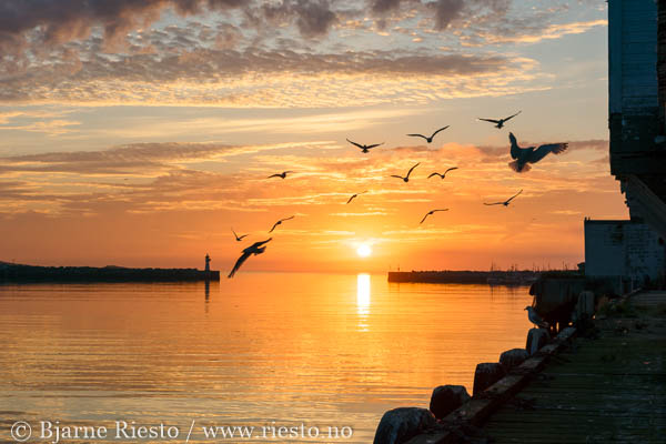 Myrull og midnattssol. Varangehalvøya, Finnmark 
