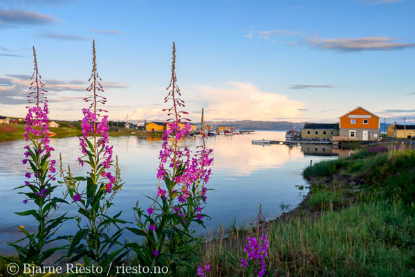Multer, multebær. Finnmark 