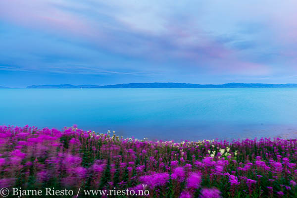 Geitrams. Varangerfjorden, Finnmark 