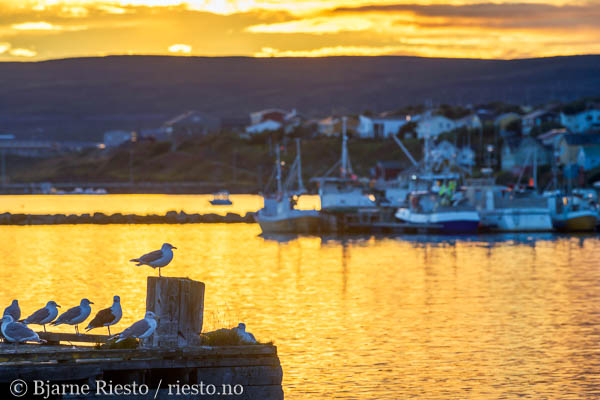 Bølge. Varangerfjorden, Finnmark 