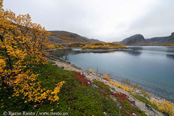 Myrull og midnattssol. Varangehalvøya, Finnmark 