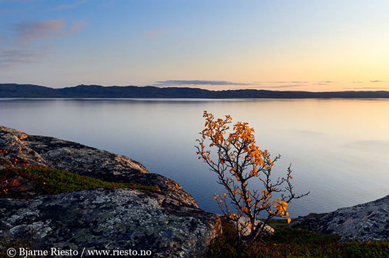 Myrull og midnattssol. Varangehalvøya, Finnmark 