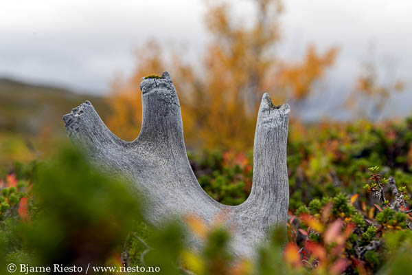 Myrull og midnattssol. Varangehalvøya, Finnmark 