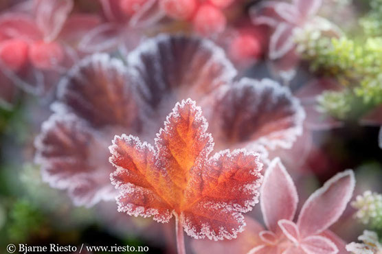 Myrull og midnattssol. Varangehalvøya, Finnmark 