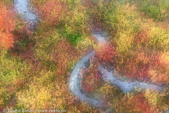 Myrull og midnattssol. Varangehalvøya, Finnmark 