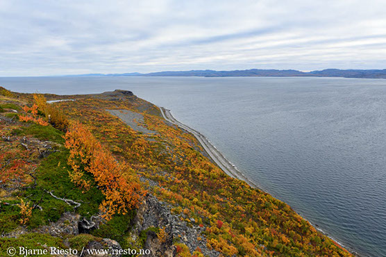 Myrull og midnattssol. Varangehalvøya, Finnmark 