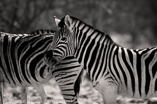 Giraffs. Chobe, Botswana