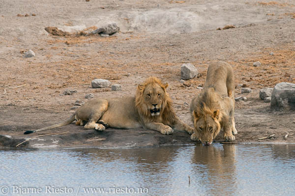 Drinking lions. Etosha, Namibia