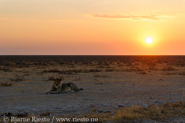 Giraffs. Chobe, Botswana