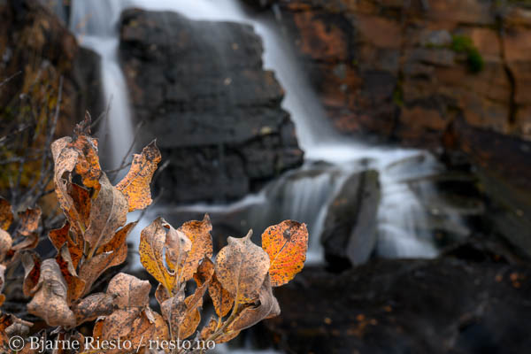 Myrull og midnattssol. Varangehalvøya, Finnmark 