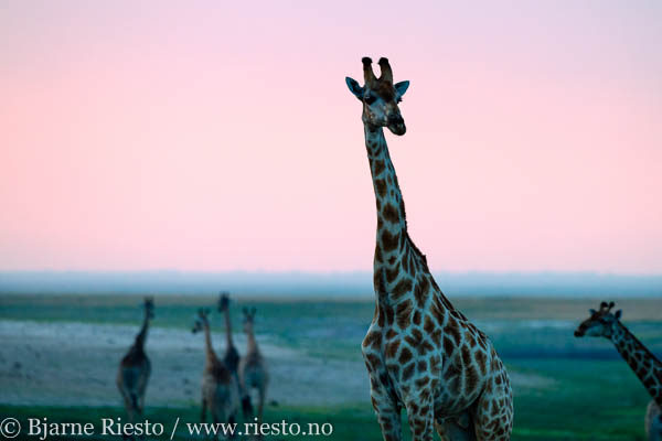 Giraffs. Chobe, Botswana