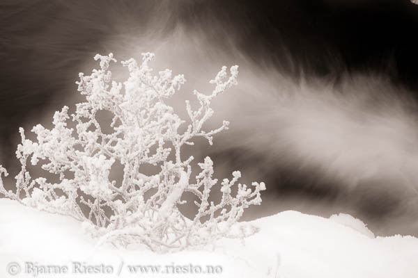 Bølge. Varangerfjorden, Finnmark 